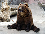 В Испании нашли медведя-"нелегала": хозяин привязал его к фонарному столбу, потому что в пивную с животными не пускали