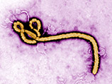 Сотрудница "Врачей без границ" из Франции заразилась лихорадкой Эбола