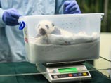 В Китае единственные в мире панды-тройняшки открыли глаза и покинули специальный инкубатор