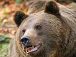 &#65279;&#65279;&#65279;&#65279;В Томской области медведь напал на супружескую пару, мужчина погиб, женщина в реанимации