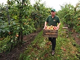 Год назад за один килограмм яблок фермер в Германии получал примерно 40 центов. В этом году цена будет примерно в два раза ниже