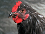 В китайском городе Ичан выбрали самую красивую курочку: ею стала пернатая брюнетка