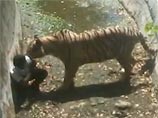 Несчастный случай произошел в зоопарке города Дели: белый тигр загрыз подростка, который случайно оказался в соседнем вольере. Инцидент произошел во вторник, 23 сентября, примерно в 13:10 по местному времени (11:40 по Москве)