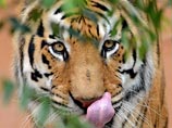 "Тигр всегда остается тигром", - заявила The Indian Express зоозащитница Белинда Райт, которая несколько лет защищала в Индии редких кошек. Она констатировала, что "это дикое животное", и подчеркнула, что в произошедшем нет вины тигра