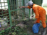 В индийском зоопарке белый тигр загрыз мальчика, который упал в вольер (ВИДЕО) В индийском зоопарке белый тигр загрыз мальчика, который упал в вольер (ВИДЕО)