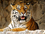 В канадском зоопарке на глазах у посетителей подрались амурские тигры Байкал и Василий - молодой забил старшего до смерти