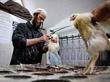 Защитники животных в Израиле попытались спасти кур от "искупления" Защитники животных в Израиле попытались спасти кур от "искупления"
