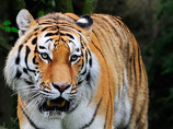 Бабочки-вредители в Приморье угрожают амурским тиграм