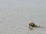 Неблагодарные твари: амурский тигр Кузя, выпущенный Путиным, сбежал в Китай 