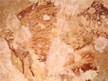 Самый древний наскальный рисунок руки найден в пещере в Индонезии. Он был создан за десятки тысяч лет до нашей эры