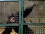 Зоозащитная организация требует признать за животным право на свободу и освободить его из клетки, где его содержат владельцы