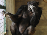 Зоозащитники через суд требуют освобождения шимпанзе, который "страдает в одиночном заключении" в клетке с игрушками и стереосистемой