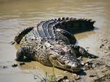 Существуют десятки разных видов крокодилов, мясо которых можно использовать в пищу. Считается, что пригодным в употребление крокодилье мясо становится, когда рептилия достигает возраста 15 лет. "Самые мясистые - нильские крокодилы