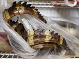 Россельхознадзор продолжает разнообразить рацион российских мясоедов: из Филиппин будут поставлять замороженного крокодила Россельхознадзор продолжает разнообразить рацион российских мясоедов: из Филиппин будут поставлять замороженного крокодила