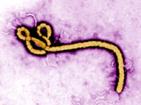По прогнозам ВОЗ, лихорадка Эбола может поразить до 20 тысяч человек к концу 2014 года