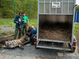 Бежавшего из России "путинского" тигра Кузю заподозрили в разорении курятника в Китае Бежавшего из России "путинского" тигра Кузю заподозрили в разорении курятника в Китае