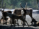 На Чукотке в рамках импортозамещения увеличат убой оленей на 60%