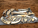 Башкирские ученые нашли крупное захоронение древних животных, среди которых есть кости и бивни мамонта