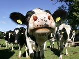 "С 21 октября вводим ограничения на ввоз в страну говяжьих субпродуктов, тримминга и другой продукции, которая не подпадает под запрет, введенный в августе", - глава Росельхознадзора
