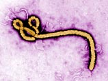 Вируса лихорадки Эбола у матери и ребенка, которые были госпитализированы в Комсомольске-на-Амуре, не обнаружено