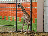Красноярские зоологи борются за жизнь новорожденного жирафа, от которого отказалась мать