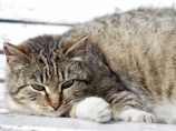 В Санкт-Петербурге снова начали раздавать эрмитажных котов - теперь они "в сапогах"