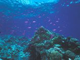 Ученые уверены, что план Австралии по спасению Большого Барьерного рифа не поможет колонии кораллов