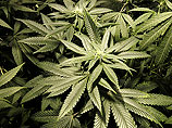 Жители Вашингтона решили окончательно легализовать марихуану