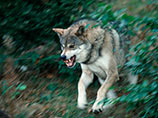 По данным пресс-службы Государственного комитета Крыма по лесному и охотничьему хозяйству, волки были истреблены на полуострове в 1922 году