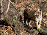 Тигр по кличке Амур в сафари-парке Приморского края