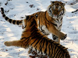 Амурские тигры Амур (на втором плане) и Тайга  в вольере Приморского Сафари-парка