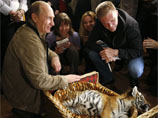 Амурские тигры Илона и Борис, выпущенные на волю Путиным, не торопятся бежать в Китай, как это делают их собратья