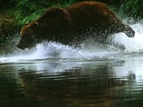 На Камчатке медведи купаются, радуются снегу и не могут залечь в спячку - мимо проплывает слишком много рыбы