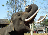В Таиланде слон, убив погонщика, убежал в джунгли с двумя россиянками на спине
