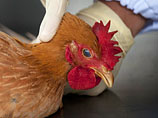 Ранее появилась информация о вспышке птичьего гриппа на птицеферме в Нидерландах. Голландское правительство на три дня запретило перевозки домашней птицы и яиц