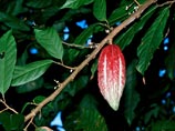 Как объяснили в Barry Callebaut Group, многие производители шоколада на протяжении последних трех лет высказывают опасения по поводу растущего спроса на шоколад со стороны азиатских стран и сокращения плантаций какао Как объяснили в Barry Callebaut Group, многие производители шоколада на протяжении последних трех лет высказывают опасения по поводу растущего спроса на шоколад со стороны азиатских стран и сокращения плантаций какао