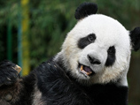 В китайской провинции Сычуань хирурги спасли панду, пострадавшую в схватке со стаей куниц