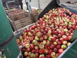 Мониторинг выявил более 11 тысяч тонн плодоовощной продукции, произведенной в странах Евросоюза, поставленных из Белоруссии якобы в Казахстан, но "задержавшихся" в России