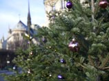 Перед Собором Парижской Богоматери установили рождественскую елку из Подмосковья