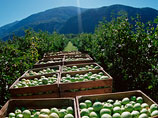 Россельхознадзор грозит прекратить экспорт овощей и фруктов из Швейцарии, чтобы в РФ не поставлялись продукты из стран, попавших под санкции