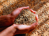 Зерно подорожало: рост экспорта провоцирует и рост цен на внутреннем рынке 