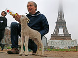 Французские фермеры устроили в Париже "овечий протест", собрав у Эйфелевой башни десятки овец
