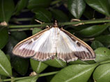 Эксперты рассказали, как спасти уникальную тисо-самшитовую рощу в Сочи, уничтожаемую итальянской бабочкой