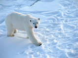 Белая медведица, мешавшая нефтяникам, вернулась домой из "ссылки", преодолев десятки километров