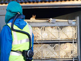Птичий грипп нашли в Канаде - в фермерских хозяйствах Эбботсфорда и Чилливака на западе страны