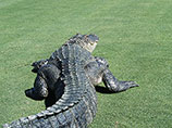 В ЮАР огромный крокодил растерзал гольфиста на территории игрового поля
