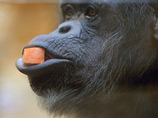 Суд в Нью-Йорке отказал шимпанзе в правах человека