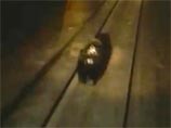 Железнодорожники, сбившие в Норильске медведя, дали объяснения: "решили напугать, не желая зла"