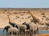 В Африке численность жирафов и слонов упала до критической точки: эти виды могут исчезнуть