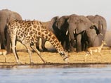 Количество особей жирафов в мире уменьшилось на 40% за 15 последних лет, и они продолжают гибнуть